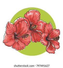 A bouquet of tropical Hibiscus flowers. Hand drawn sketch. Vector illustration isolated on white background. A template for the design.