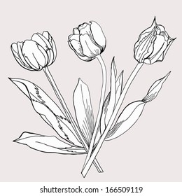 Bouquet of Tulip. Sketch Black and White. Vector illustration