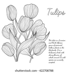 Bouquet of tulips. Black and white pattern can be used for coloring