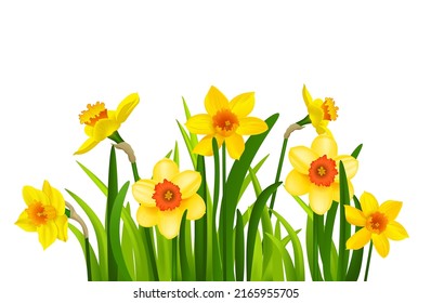 Bouquet of tulips isolated. Natural Flower illustration