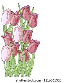 Bouquet of tulips isolated on white background. Greeting card. Vector illustration
