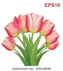 Bouquet of Tulips on white background. Vector illustration