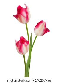 Bouquet of tulips on a white background. And also includes EPS 8 vector