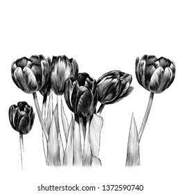 bouquet of tulips, sketch vector graphics monochrome illustration on white background