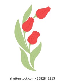Bouquet tulips. Spring flowers on white background. Vector illustration in flat style. Springtime and festive concept. Design for greeting card, invitation, postcard, banner, poster