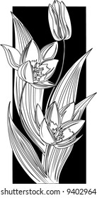 Bouquet of tulips – Tulipa biflora
