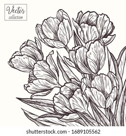 Bouquet de tulipanes. Tulipanes. Colección vectorial de flores dibujadas a mano. Flores Botánicas Vintage. 