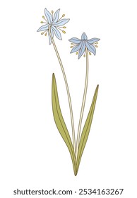 Bouquet of two blue snowdrops, perennial flowers with leaves. Bunch of blooming spring wild plants. Botanical hand-drawn elements for design projects. Vector illustration