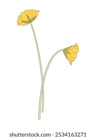 Bouquet of two yellow flowers. Bunch of blooming perennial wild plants. Botanical hand-drawn elements for design projects. Vector illustration