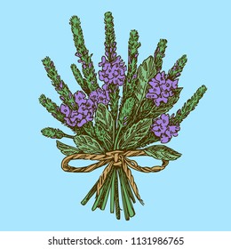 Bouquet of vervain. Color. Engraving style. Vector illustration.