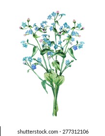 Bouquet of Watercolor Myosotis. Spring or summer design for invitation, wedding or greeting cards. Vector illustration.