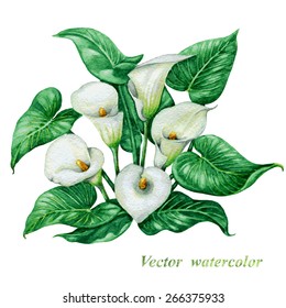 Bouquet of watercolor white  calla lilies with green  leaves.