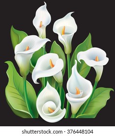 Bouquet of White Calla lilies on black background