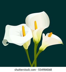 Bouquet of white calla lilies on dark green background. Floral illustration of spring flowers for design purposes. Fully editable vector. Blossom of natural botanical zantedeschia aethiopica plants