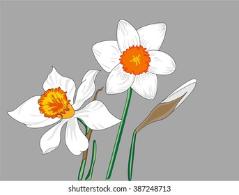 Bouquet of white daffodils