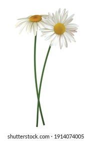 Bouquet of white daisies. Wildflowers. White. Isolated.