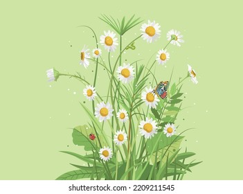 Bouquet of white field daisies. Gentle vector illustration. Flowers, grass and leaves, ladybug, caterpillar and butterfly in the meadow. Design element for placement on a package or poster.