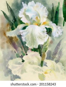 Bouquet of white irise with green leaves vector
