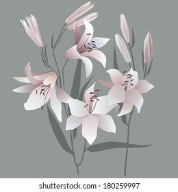 	bouquet of white lilies
