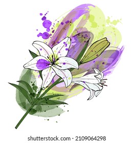 A bouquet of white lily flowers hand-painted on a watercolor pastel green and purple background. Isolated object on a white background. Manual drawing. Vector illustration.