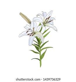 A bouquet of white lily flowers on a white background