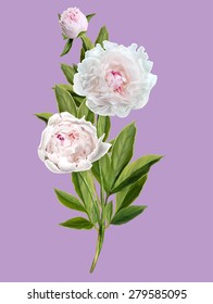 bouquet of white peonies