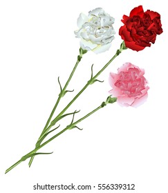 Bouquet of white, pink and red carnations. Isolated vector flower illustration