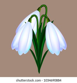 Bouquet of white snowdrops beautiful vector illustration objects