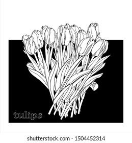 Bouquet of white tulips, sketch vector graphic illustration on black background