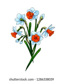 Bouquet of white-orange narcissus flowers with green leaves. Isolated vector on white background.