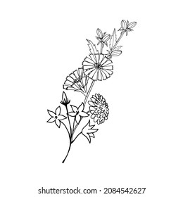 Bouquet of wild flowers of chicory, bells, dandelion. The isolated object on a white background, a linear black outline drawing. 