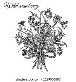Bouquet of wild strawberry. Sketch. Engraving style. Vector illustration.