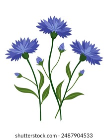 Bouquet of wildflowers of cornflowers. Vector illustration.