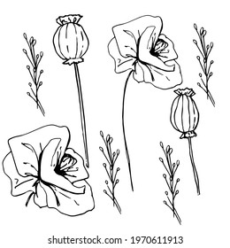 Bouquet with wildflowers, dried flowers. Poppy, poppy box, medicinal herbs, spikelet. Coloring book for children and adults. Beautiful hand-drawn graphics. For textiles, coloring antistress, design.