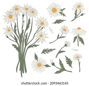 Bouquet of wildflowers, isolated chamomile botany with petals and leaves. Natural product or medical herbs, blossom and blooming. Flourishing plant in garden or florist shop. Vector in flat style