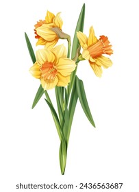 Bouquet of yellow daffodils on an isolated background. Illustration of spring flowers. Decor for Easter