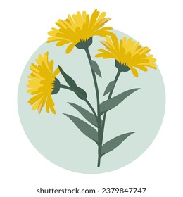 Bouquet de flores de león amarillas. Ilustración botánica, elemento de decoración, vector