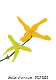 bouquet of yellow lilies