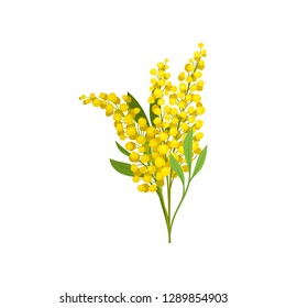 Bouquet of yellow mimosa. Beautiful fluffy flowers. Garden plant. Nature theme. Detailed flat vector design