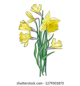 Bouquet of yellow narcissus with green leaves. Posters, textile etc. Cartoon narcissus vector illustration. Daffodil flower or narcissus isolated on white background cutout. Doodle svg