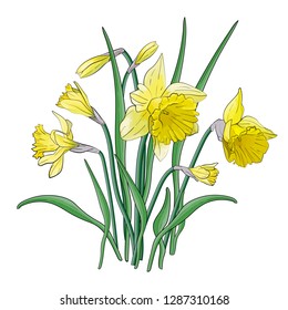 Daffodil Cartoon Images Stock Photos Vectors Shutterstock High quality daffodil gifts and merchandise. https www shutterstock com image vector bouquet yellow narcissus green leaves posters 1287310168