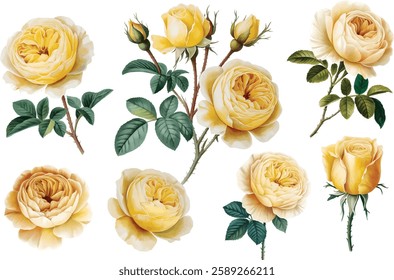 Bouquet of yellow rose flowers watercolor. Roses on a branch hand-drawn watercolor botanical illustration.