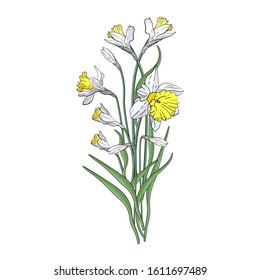 Bouquet of yellow or white narcissus with green leaves. Drawing vector illustration. Daffodil flower or narcissus, jonquils isolated on white background. Spring, summer flowers. Sketch, doodle. Art 
