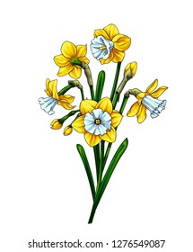 Bouquet of yellow-white narcissus flowers with green leaves. Isolated vector on white background.