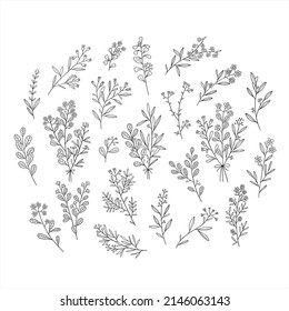 bouquet.plants graphics.a bouquet of flowers. plants, flowers, branches.natural elements, ornaments of plants and flowers.vectors flowers