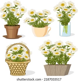 Bouquets of daisies in different containers.Vector illustration with bouquets of daisies in different containers on a transparent background.