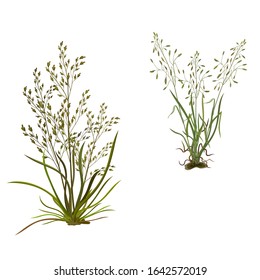 Bouquets of meadow field herbs. Objects on a white background.
