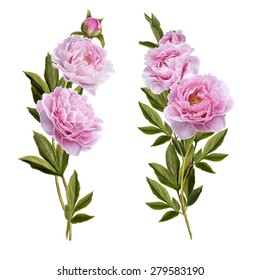 Bouquets of pink peonies on a white background