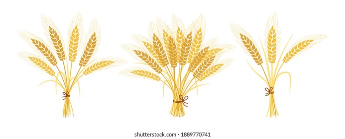 Bouquets of wheat cartoon set. Gold sheaf ears ripe spikelets wheat collection. Agricultural symbol oat bakery flour production. Design organic farm elements, organic bread packaging beer label vector