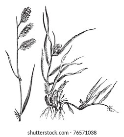 Bouteloua dactyloides, Buffalo Grass or Buffalograss, grass, (left) male, (right) female, vintage engraving. Illustration of male and female Buffalograss isolated on a white background. Trousset